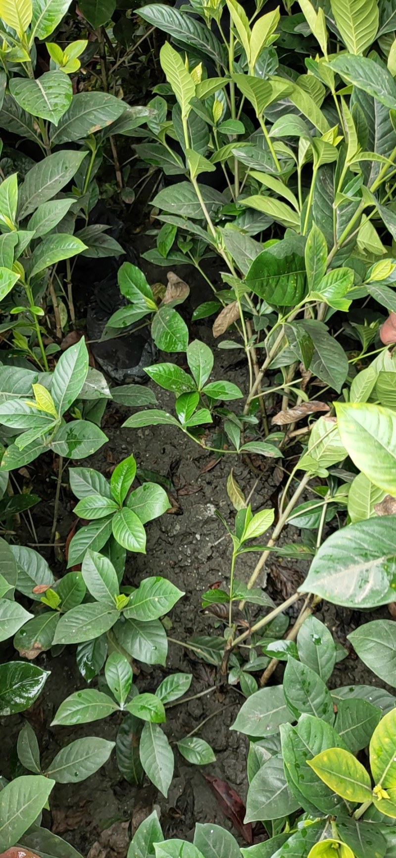 批发大栀子30-70高大叶栀子花地笼子杯苗基地直销