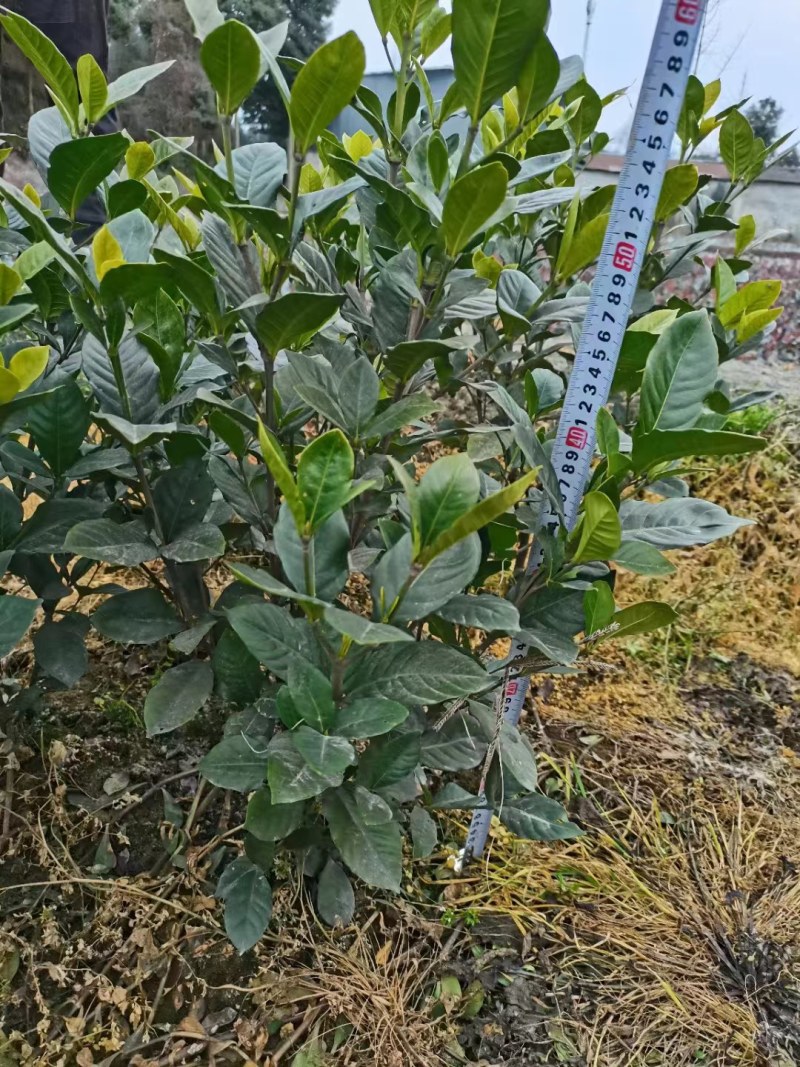 批发大栀子30-70高大叶栀子花地笼子杯苗基地直销