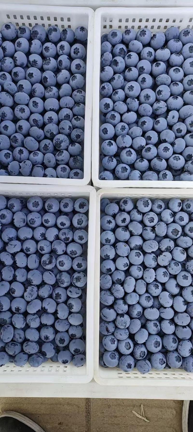 山东蓝莓莱克西蓝莓产地现货一手货源保质保量色泽美