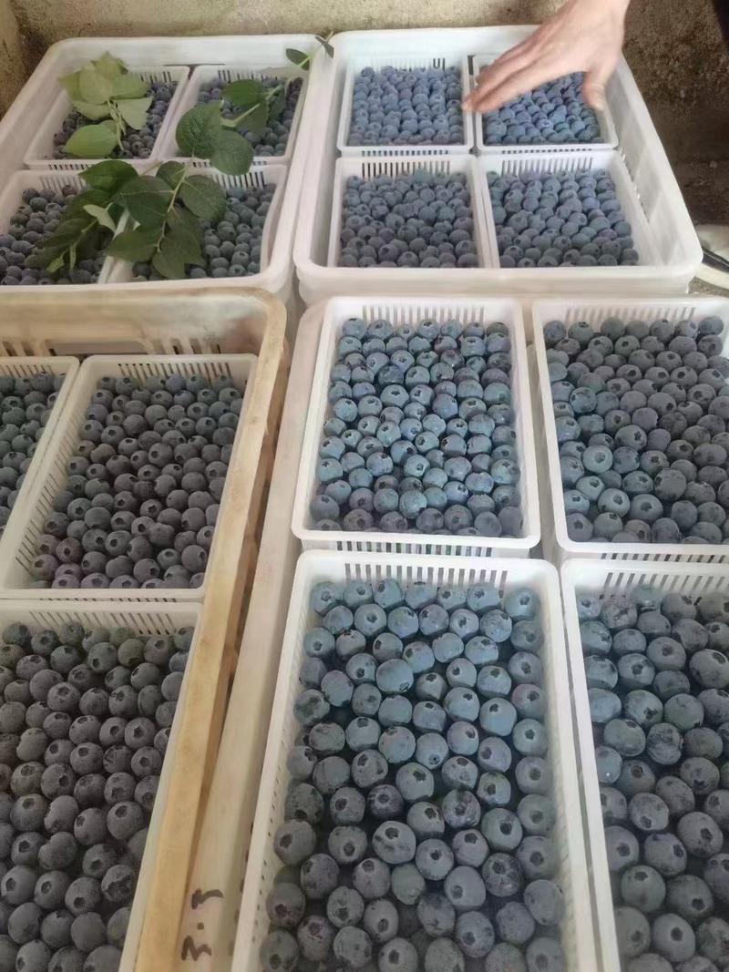 山东蓝莓莱克西蓝莓产地现货一手货源保质保量色泽美