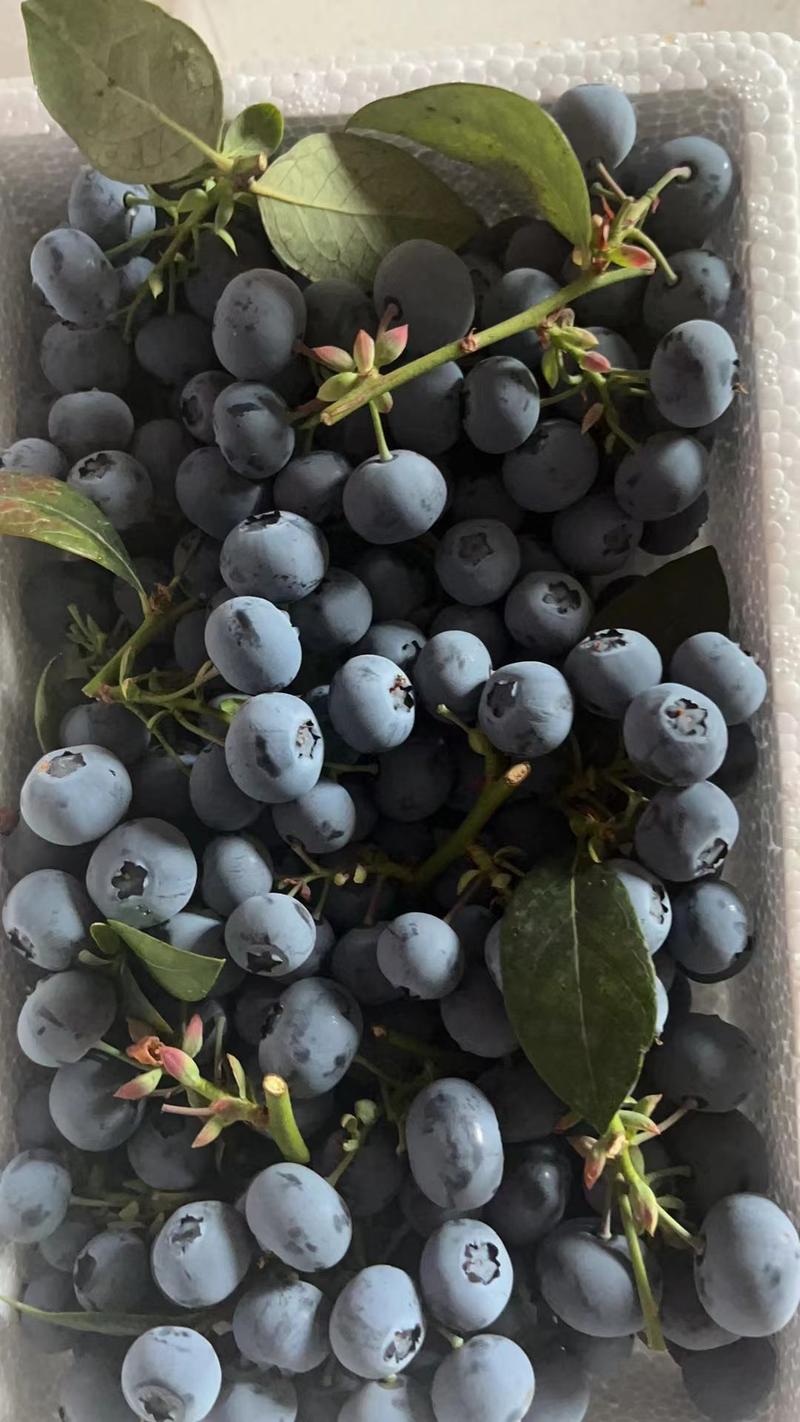 山东蓝莓产地现货一手货源保质保量色泽美