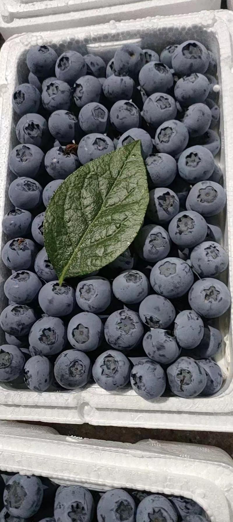 山东蓝莓产地现货一手货源保质保量色泽美