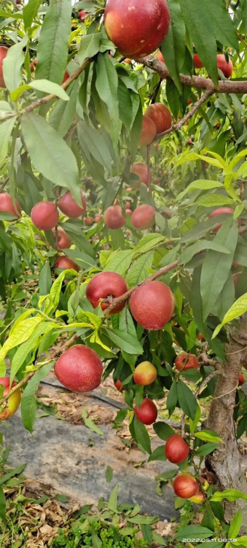 湖北襄阳桃精品子油桃/规格齐全产地大量有货保质保量诚信第一