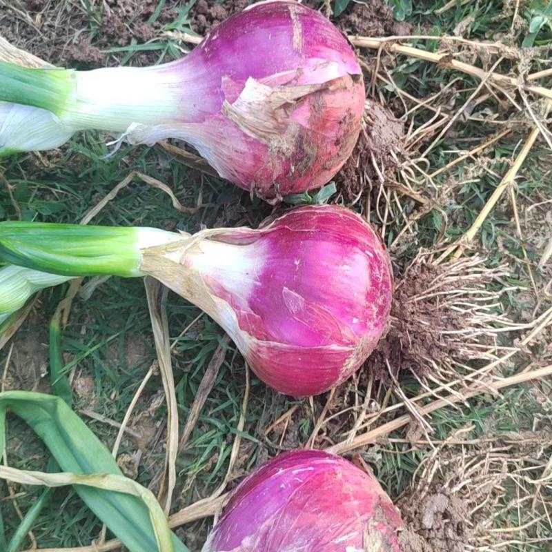 紫皮洋葱大量供应产地直发耐运输80起步大小均匀诚信经营