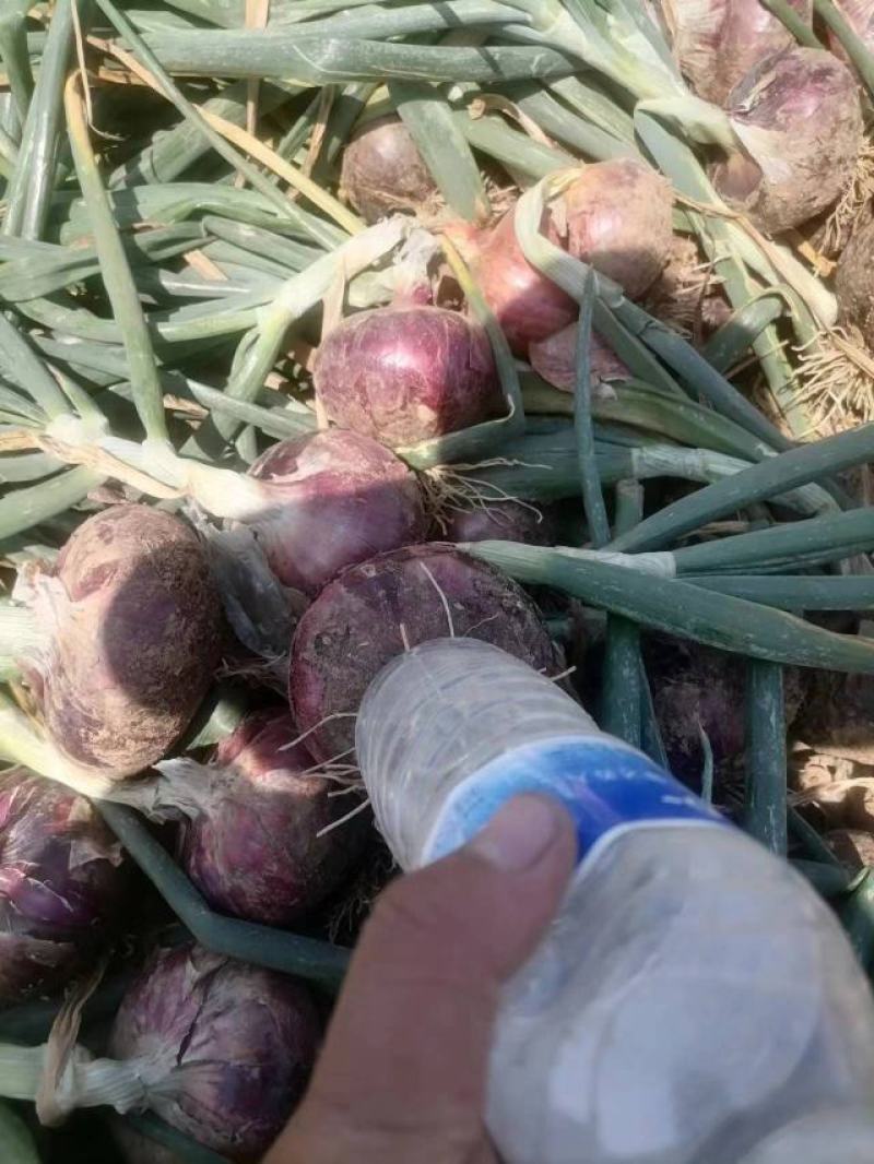 紫皮洋葱大量供应产地直发耐运输80起步大小均匀诚信经营
