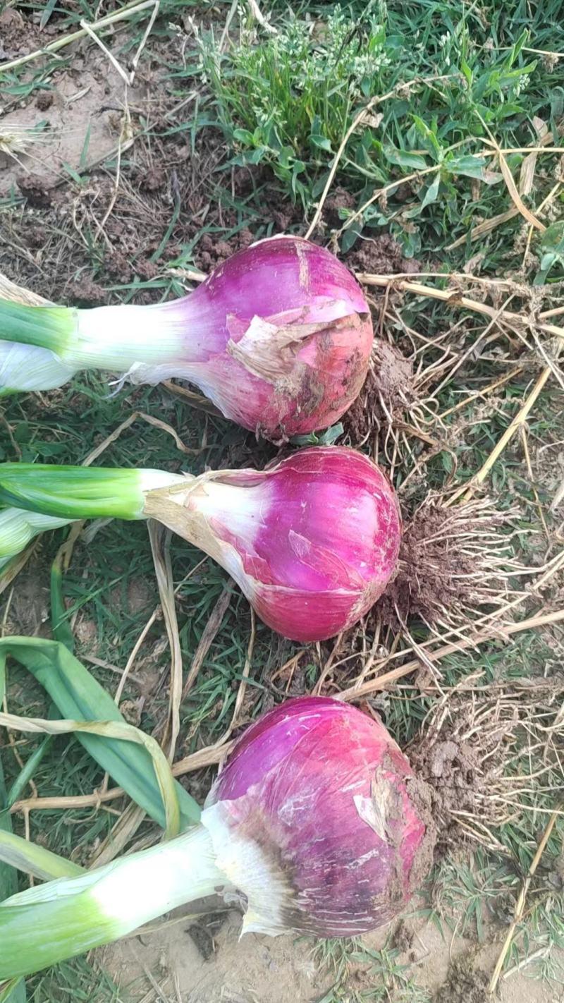 紫皮洋葱大量供应产地直发耐运输80起步大小均匀诚信经营