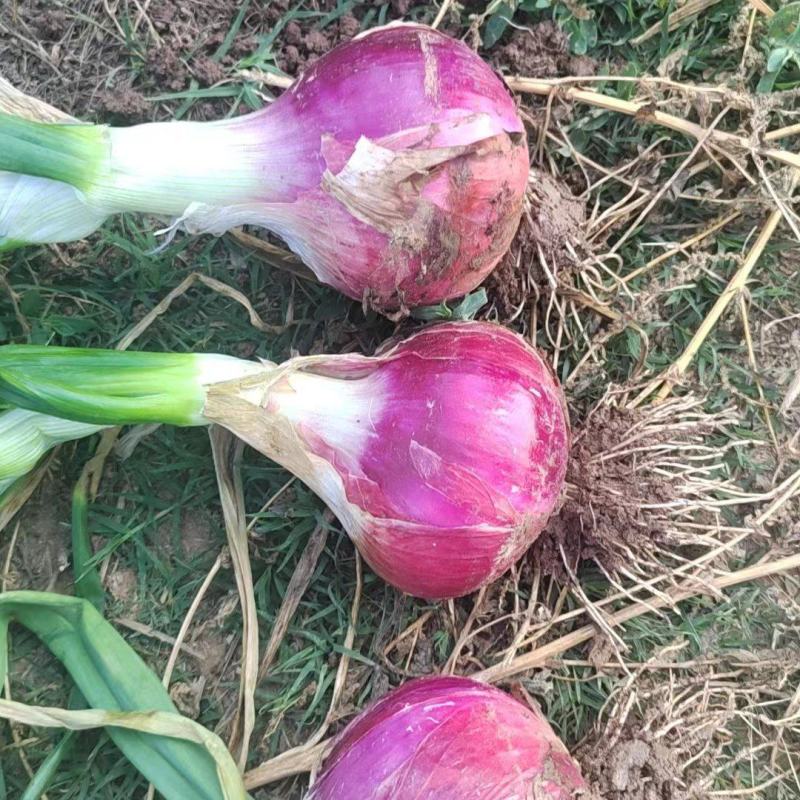 紫皮洋葱大量供应产地直发耐运输80起步大小均匀诚信经营