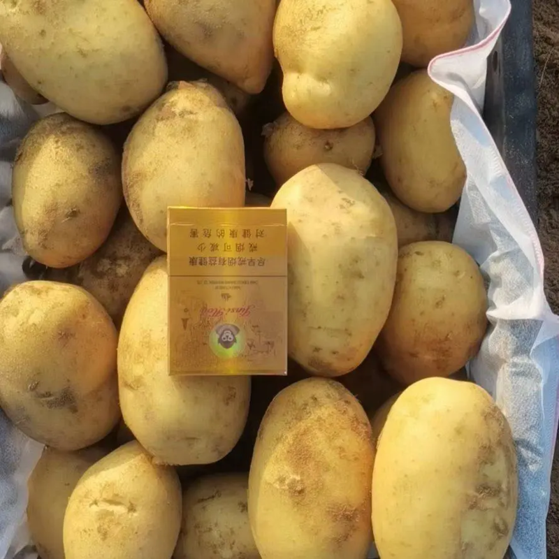 v7土豆/黄心黄皮土豆商超社团电商供货代收代发全国市场