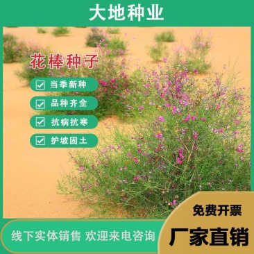 花棒种子，岩黄耆抗寒抗旱抗风沙耐热耐瘠薄喜沙区荒漠生半灌