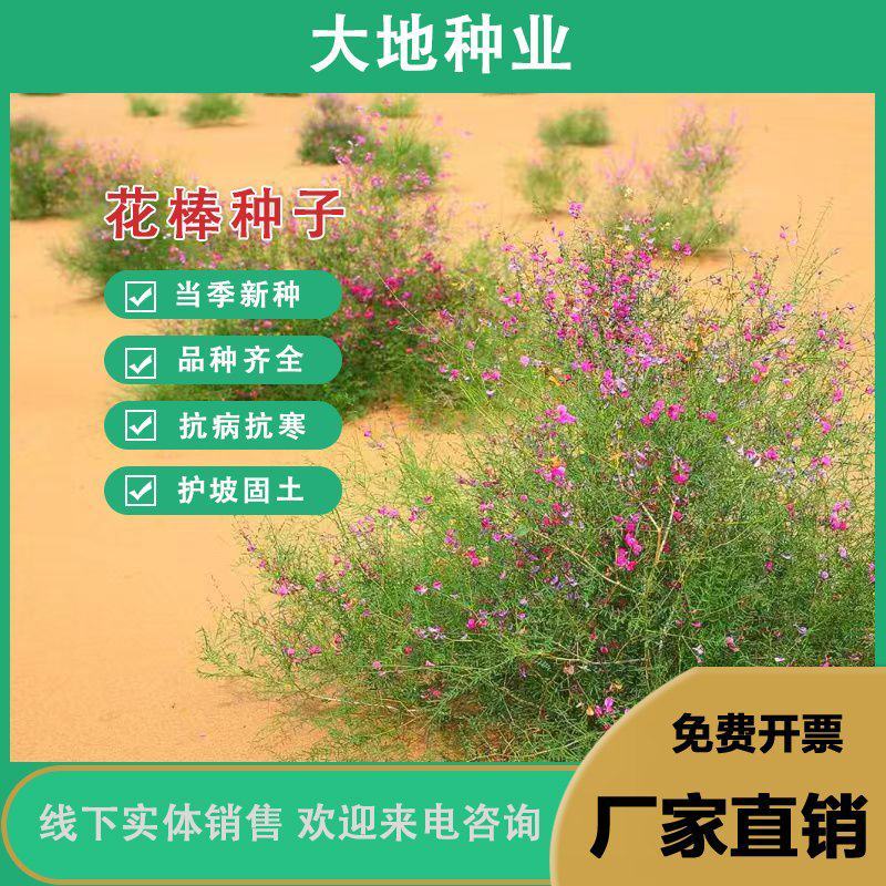 花棒种子，岩黄耆抗寒抗旱抗风沙耐热耐瘠薄喜沙区荒漠生半灌