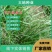 弯叶画眉草种子绣花草耐热耐寒耐旱庭院多年生观赏草草本
