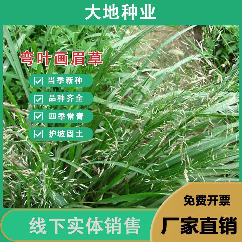 弯叶画眉草种子绣花草耐热耐寒耐旱庭院多年生观赏草草本