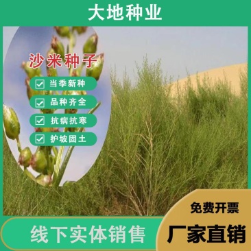 沙米种子，固土牧草沙蓬种子荒漠饲料骆驼喜食种籽耐寒耐旱