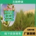 沙米种子，固土牧草沙蓬种子荒漠饲料骆驼喜食种籽耐寒耐旱
