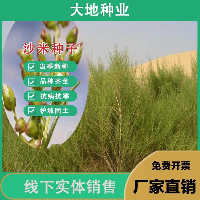 沙米种子，固土牧草沙蓬种子荒漠饲料骆驼喜食种籽耐寒耐旱