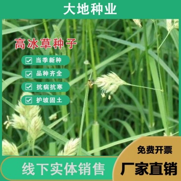 高冰草种子，草坪牧草种子多年生野麦子种子羽状小麦草抗旱耐
