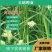 高冰草种子，草坪牧草种子多年生野麦子种子羽状小麦草抗旱耐
