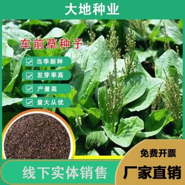 车前草种子，车前子种子野菜中药材车草种子四季蔬菜种植菜园