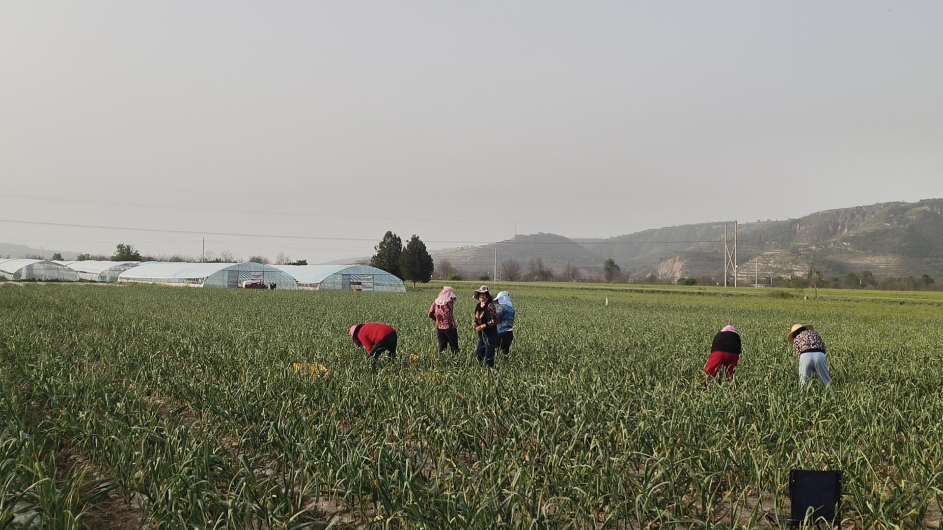 展示春季蒜苗在田间被人工采收的过程,背景为绿色蒜苗田 蒜苗春季采收现场图