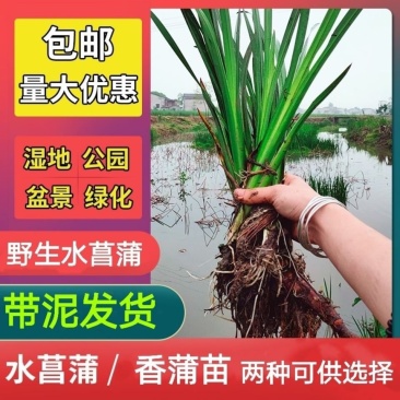 野生水菖蒲苗挺水水生植物端午挂门上水剑草香菖蒲净化水臭蒲