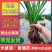 野生水菖蒲苗挺水水生植物端午挂门上水剑草香菖蒲净化水臭蒲