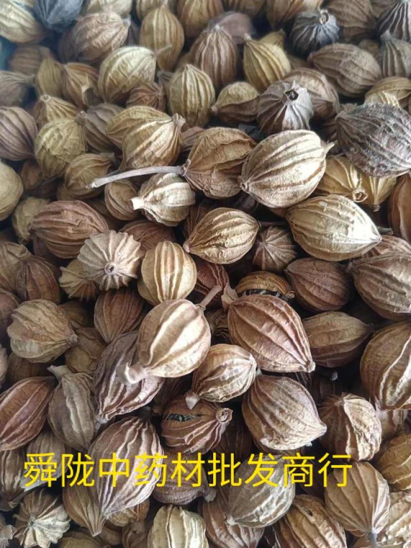 香砂。真实拍照有现货24小时内发货货足干