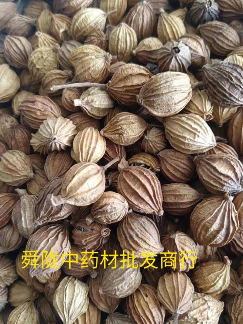 香砂。真实拍照有现货24小时内发货货足干