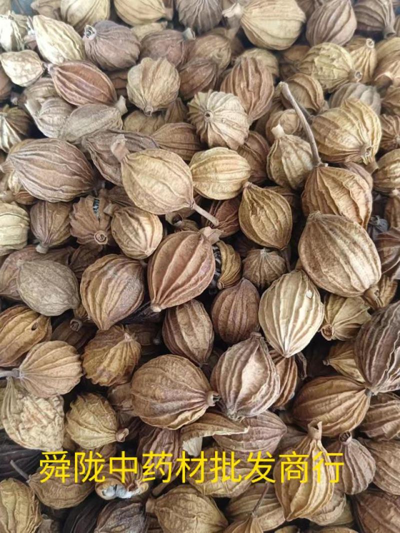 香砂。真实拍照有现货24小时内发货货足干