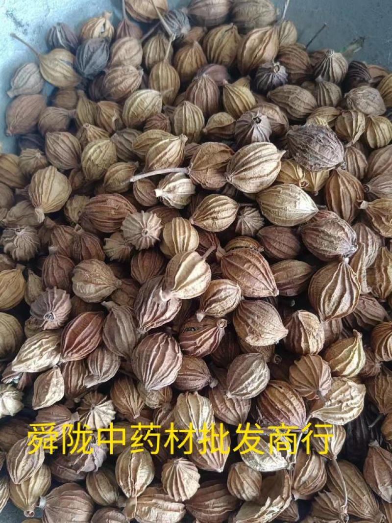 香砂。真实拍照有现货24小时内发货货足干