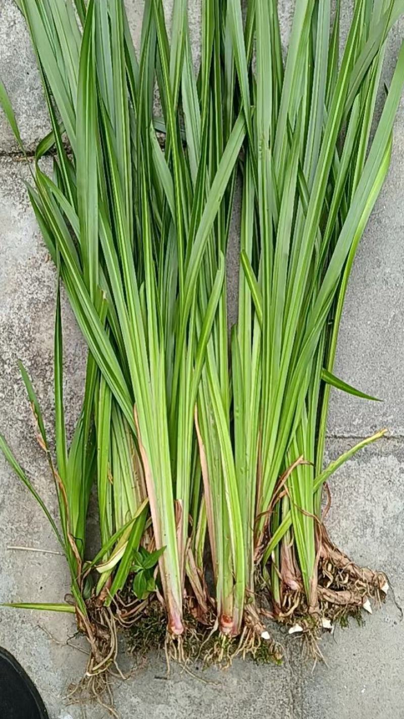 野生石菖蒲苗大量有货，要的老板联系啦