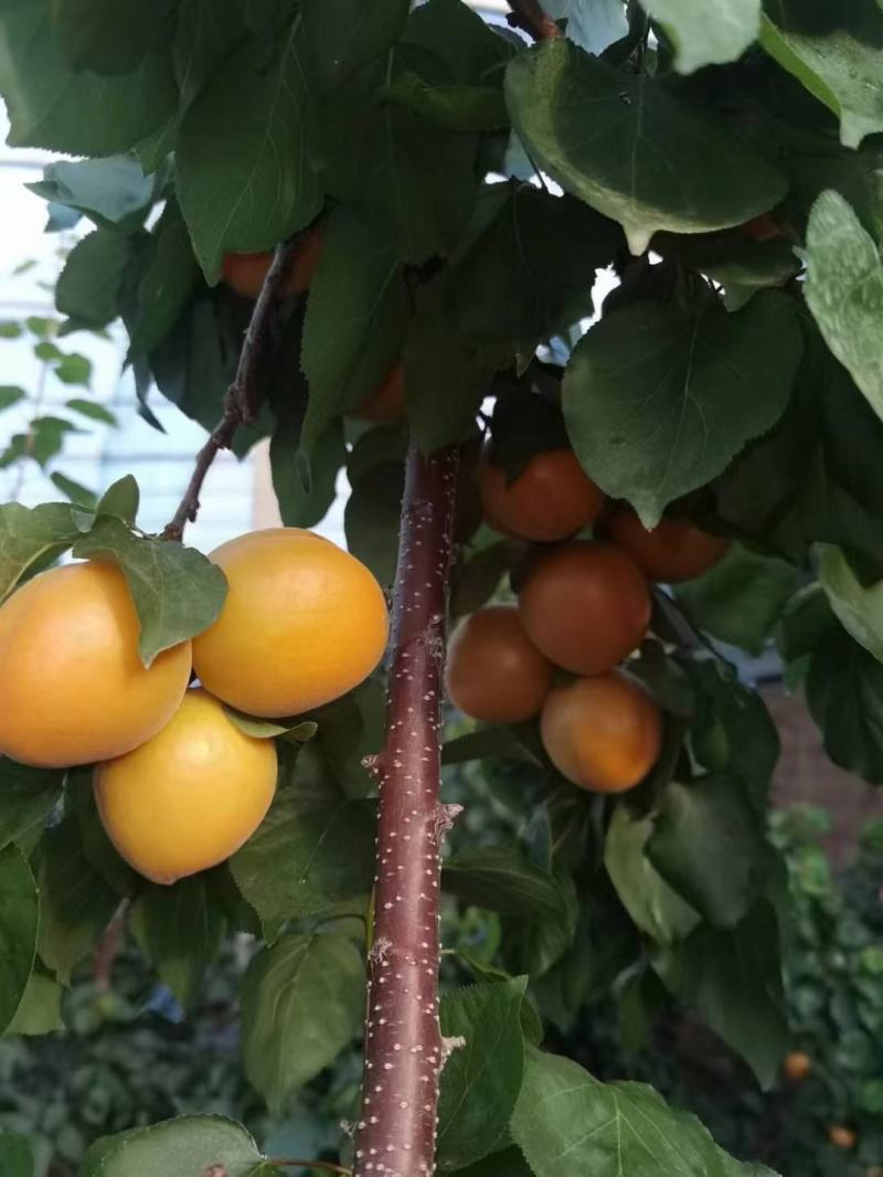 陆地金太阳大量供应
