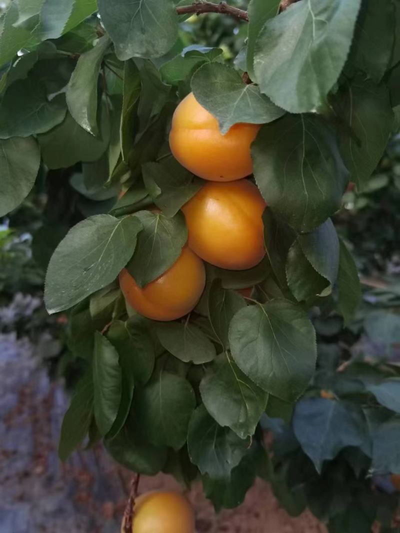 陆地金太阳大量供应