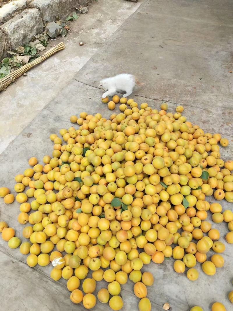 陆地金太阳大量供应