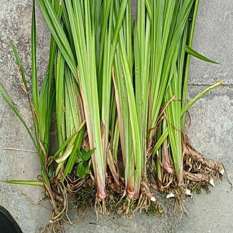 野生石菖蒲苗大量有货，要的老板联系啦