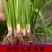 野生水菖蒲苗挺水水生植物端午挂门上水剑草香菖蒲净化水臭蒲
