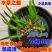 野生水菖蒲苗挺水水生植物端午挂门上水剑草香菖蒲净化水臭蒲