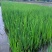 野生水菖蒲苗挺水水生植物端午挂门上水剑草香菖蒲净化水臭蒲