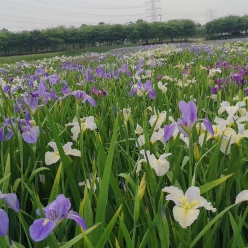 黄菖蒲花苗水生植物红花紫花黄花鸢尾苗湿地绿化水栽地栽工程