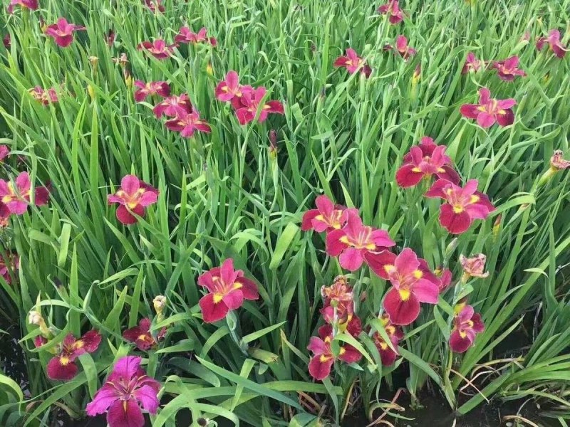 黄菖蒲花苗水生植物红花紫花黄花鸢尾苗湿地绿化水栽地栽工程