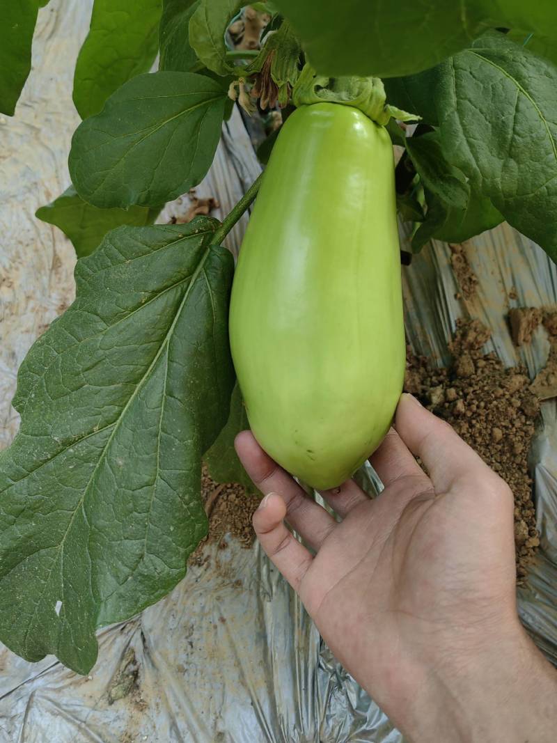 随州精品青茄