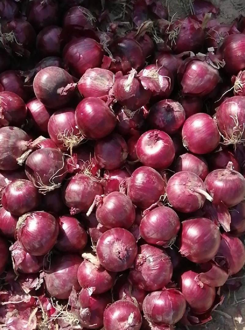 紫皮洋葱红皮洋葱湖北洋葱精品洋葱产地供应一手货源
