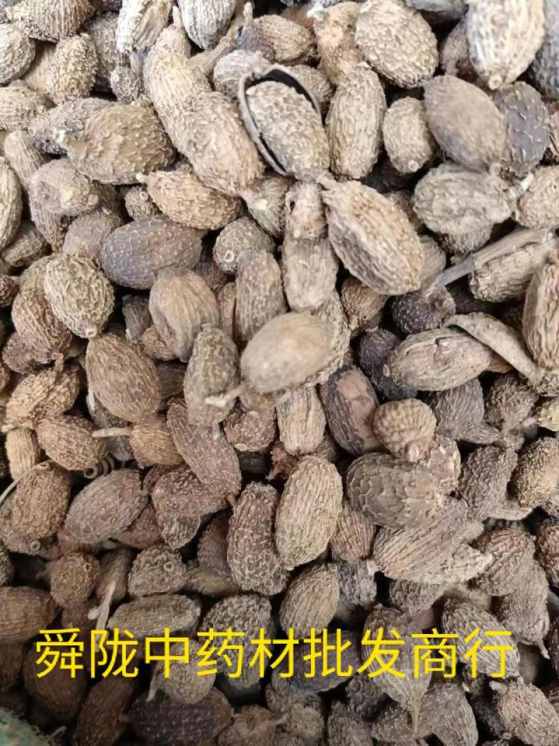 砂仁实拍现货产地一手货源货干24小时内发货