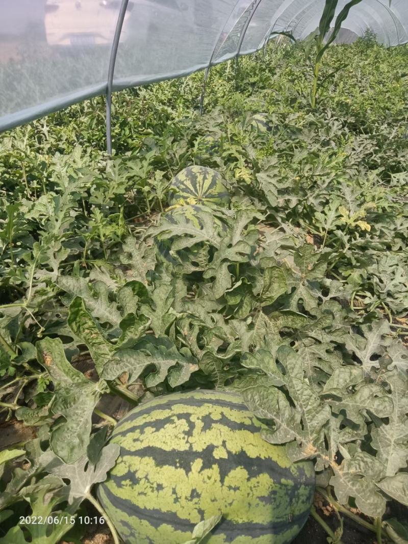 甜王西瓜大量有货，各种品质，有籽，无籽，保质保量质量三包
