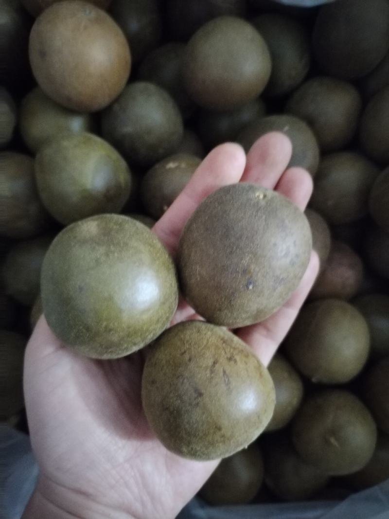 厂家直销罗汉果新货桂林产供电商果地摊果