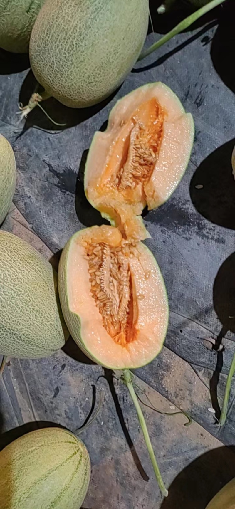 专业代办哈密瓜