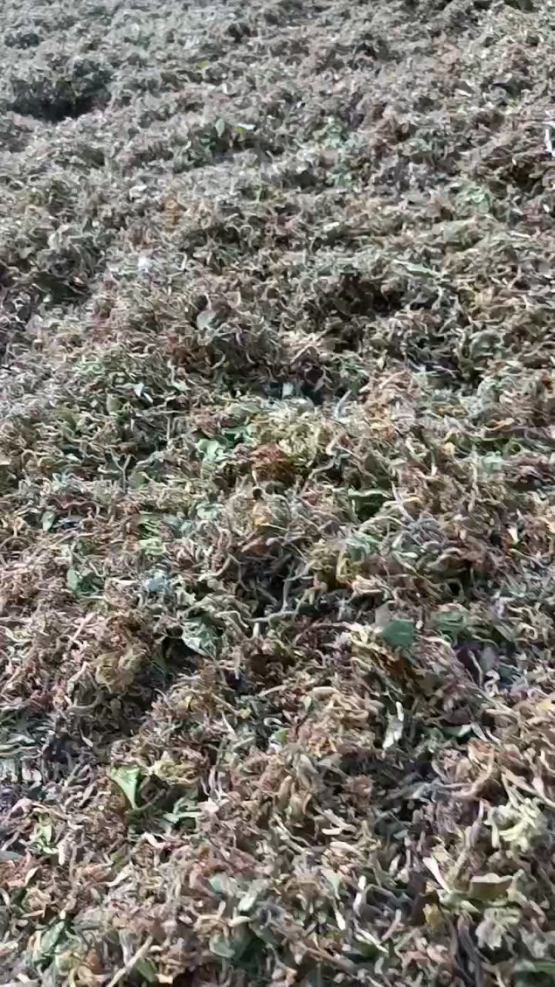 精品金银花鲜货晒制品质保障量大从优欢迎下单