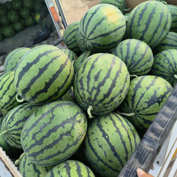 精品甜王西瓜陕西西瓜瓜好瓤红不甜不要钱欢迎致电