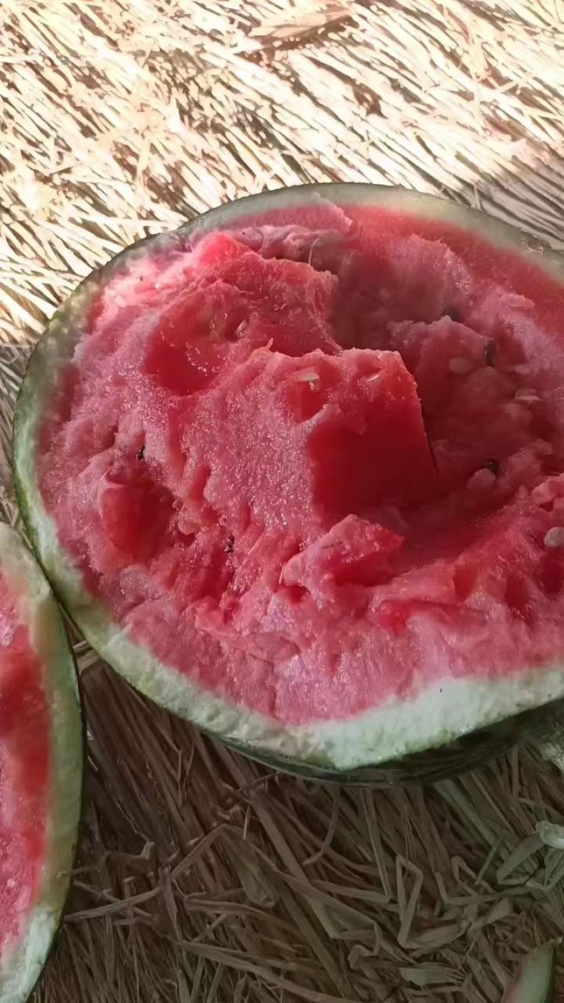 精品甜王西瓜陕西西瓜瓜好瓤红不甜不要钱欢迎致电