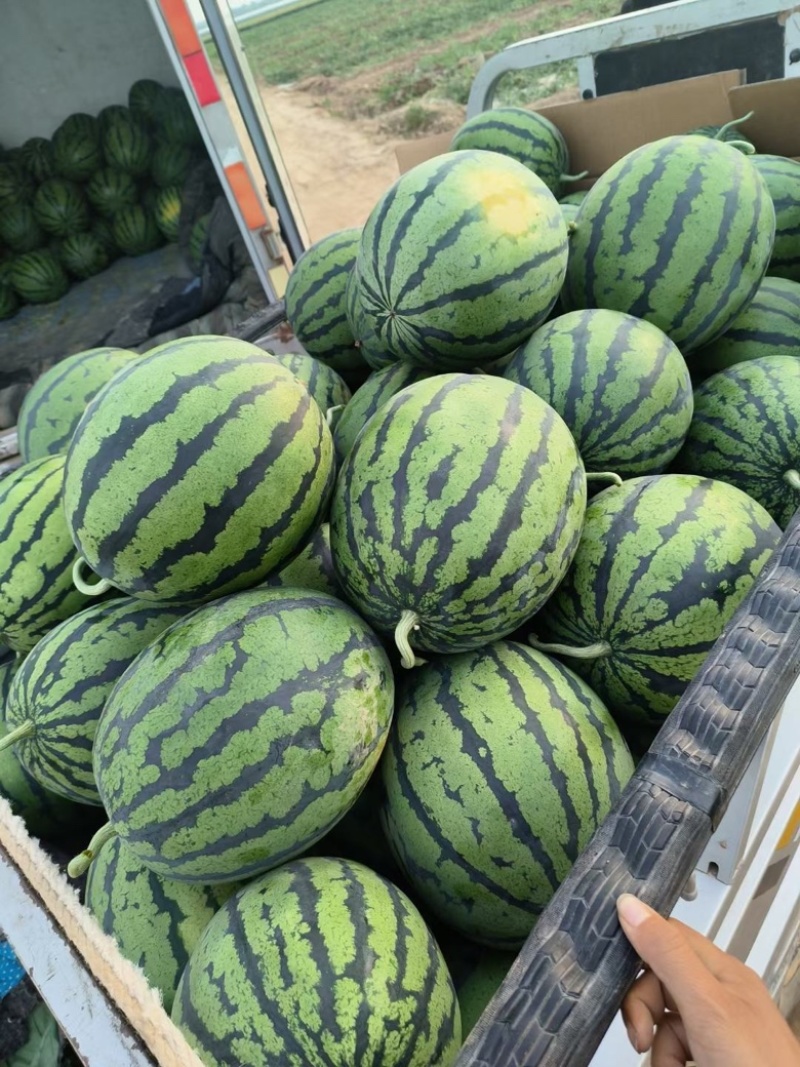 精品甜王西瓜陕西西瓜瓜好瓤红不甜不要钱欢迎致电