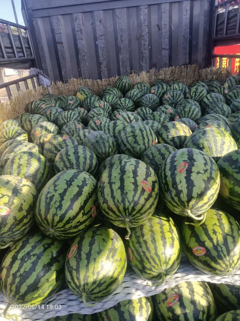 渭南市西瓜大量上市各种品种黑无籽美都保质保量服务三包